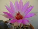 Thelocactus bicolor ssp. pottsii