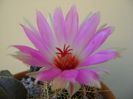 Thelocactus bicolor ssp. pottsii