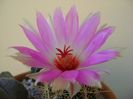 Thelocactus bicolor ssp. pottsii
