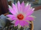 Thelocactus bicolor ssp. pottsii