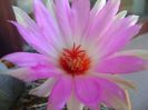 Thelocactus bicolor ssp. pottsii
