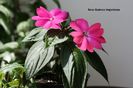Impatiens sau Sporul casei
