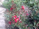 Lagerstroemia indica Dynamite