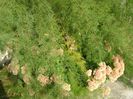 Sedum spectabile