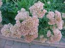 Sedum spectabile