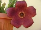 Stapelia hb. berlinensis