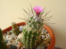 Turbinicarpus viereckii (altoit)