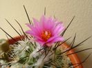 Turbinicarpus viereckii (altoit)