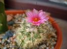 Turbinicarpus viereckii (altoit)