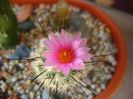 Turbinicarpus viereckii (altoit)