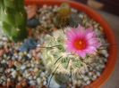 Turbinicarpus viereckii (altoit)