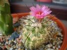 Turbinicarpus viereckii (altoit)