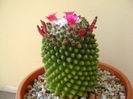 Mammillaria polythele cv. Stachellos