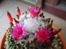 Mammillaria polythele cv. Stachellos