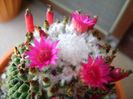 Mammillaria polythele cv. Stachellos