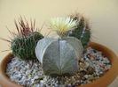 Astrophytum coahuilense