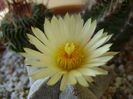 Astrophytum coahuilense