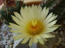 Astrophytum coahuilense