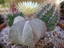 Astrophytum coahuilense