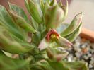 Monadenium guentheri