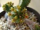 Euphorbia tubiglans