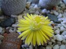 Lithops fulviceps