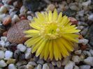 Lithops fulviceps