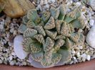 Titanopsis calcarea