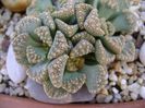 Titanopsis calcarea