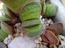 Gasteria glomerata