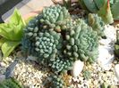 Echeveria setosa v. deminuta