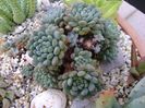 Echeveria setosa v. deminuta