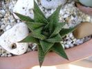 Haworthia limifolia