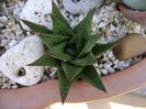Haworthia limifolia