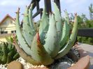 Aloe aculeata