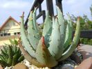 Aloe aculeata