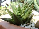 Haworthia limifolia