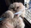 poze-haioase-pisici-periute-de-dinti
