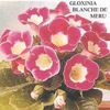 Gloxinia_BLANCHE_DE_MERU  = gasita