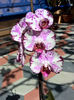 orhidee valynedelcu@yahoo.com 0121