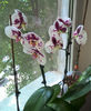 orhidee valynedelcu@yahoo.com 0123