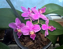 orhidee valynedelcu@yahoo.com 0124