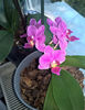 orhidee valynedelcu@yahoo.com 0125