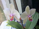 orhidee valynedelcu@yahoo.com 0126