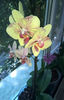 orhidee valynedelcu@yahoo.com 0127