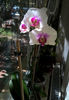 orhidee valynedelcu@yahoo.com 0128
