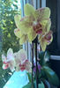 orhidee valynedelcu@yahoo.com 0129