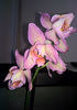 orhidee valynedelcu@yahoo.com 0130