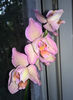 orhidee valynedelcu@yahoo.com 0131