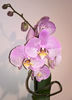 orhidee valynedelcu@yahoo.com 0132
